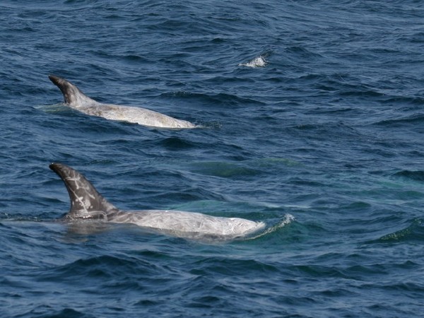 Risso's Dolphin